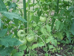 tomato002.jpg