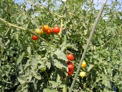 tomato007.jpg